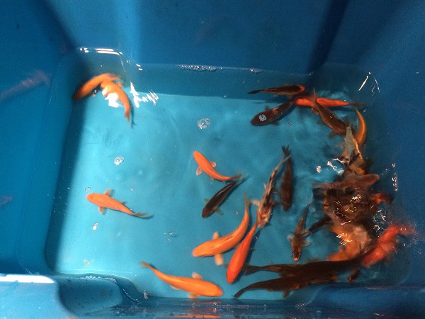 foto nr. 1 van deze Koi Overige , 