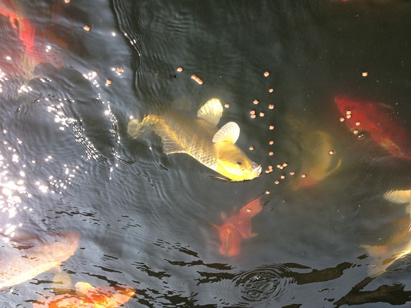 foto nr. 3 van deze Koi Overige , 