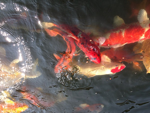 foto nr. 2 van deze Koi Overige , 