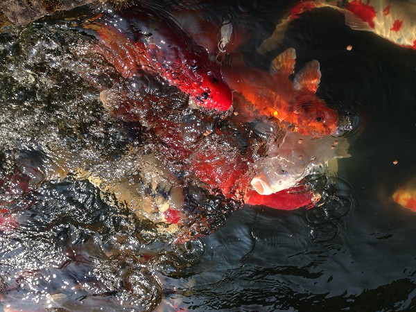 foto nr. 6 van deze Koi Overige , 