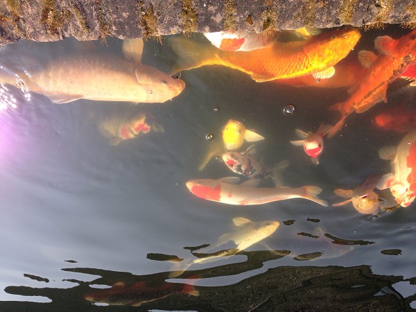 foto nr. 1 van deze Koi Overige , 