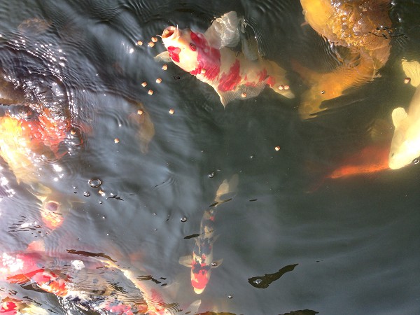 foto nr. 5 van deze Koi Overige , 