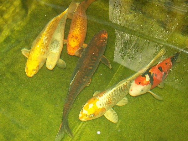 foto nr. 1 van deze Koi Overige , 