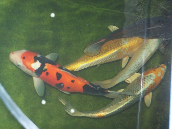 foto nr. 3 van deze Koi Overige , 