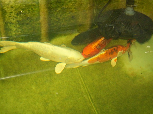 foto nr. 2 van deze Koi Overige , 