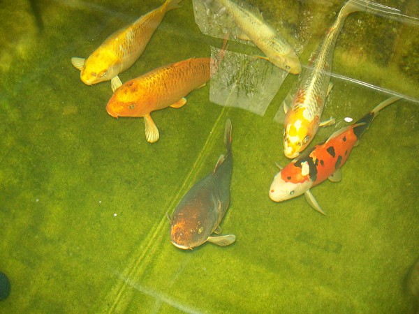 foto nr. 4 van deze Koi Overige , 