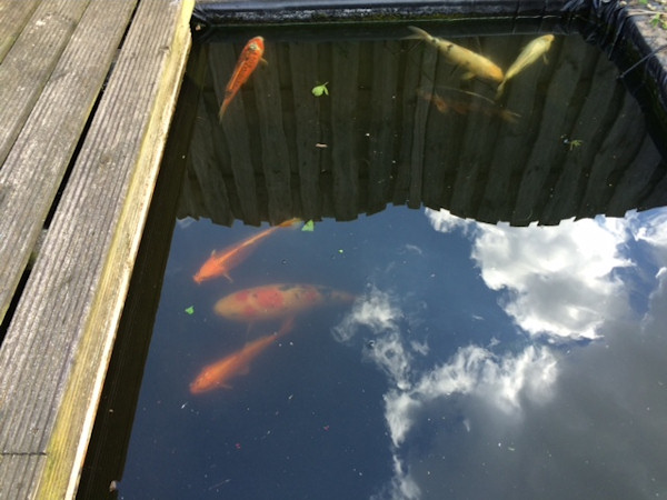 foto nr. 5 van deze Koi Diverse Koi's , 