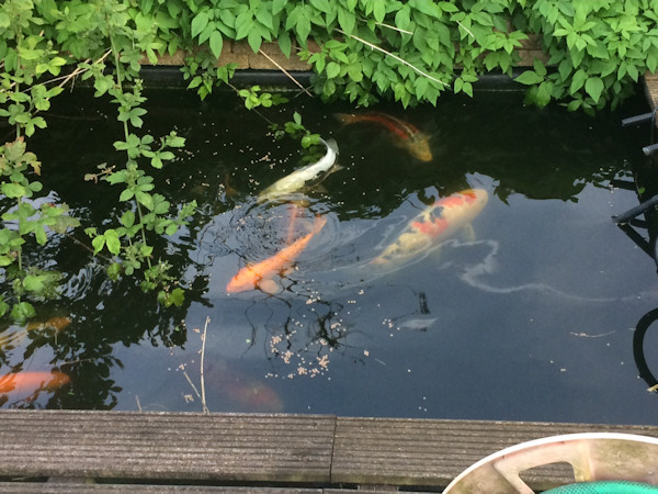 foto nr. 2 van deze Koi Diverse Koi's , 