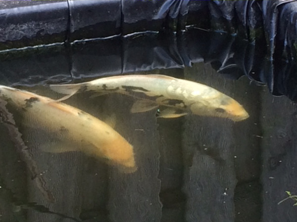 foto nr. 6 van deze Koi Diverse Koi's , 