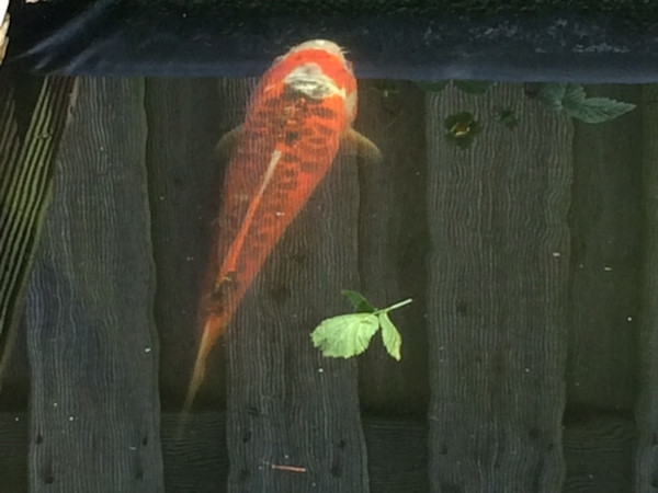 foto nr. 7 van deze Koi Diverse Koi's , 