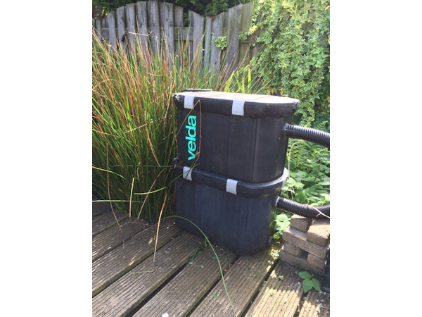 foto nr. 3 van deze Koi Diverse Koi's , 