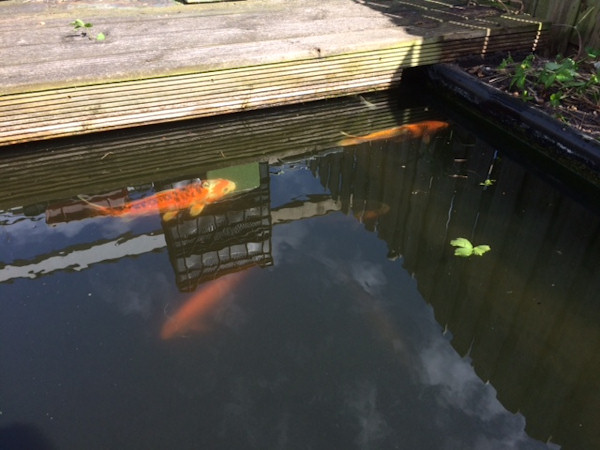 foto nr. 4 van deze Koi Diverse Koi's , 