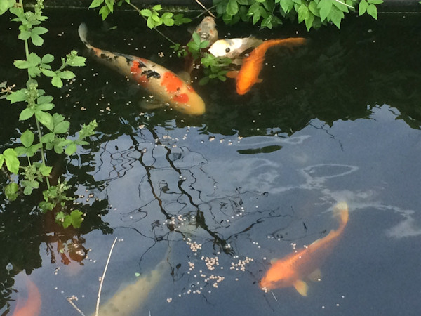 foto nr. 1 van deze Koi Diverse Koi's , 