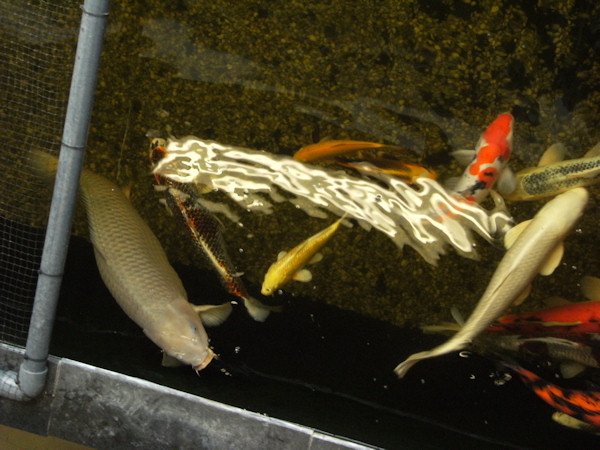 foto nr. 1 van deze Koi Overige , 