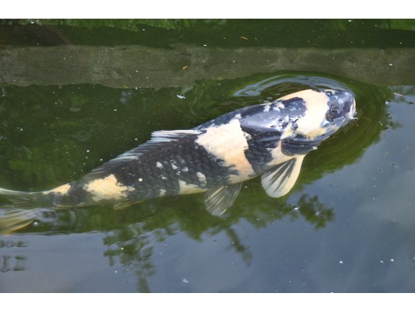 foto nr. 6 van deze Koi Overige , 