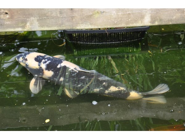 foto nr. 5 van deze Koi Overige , 