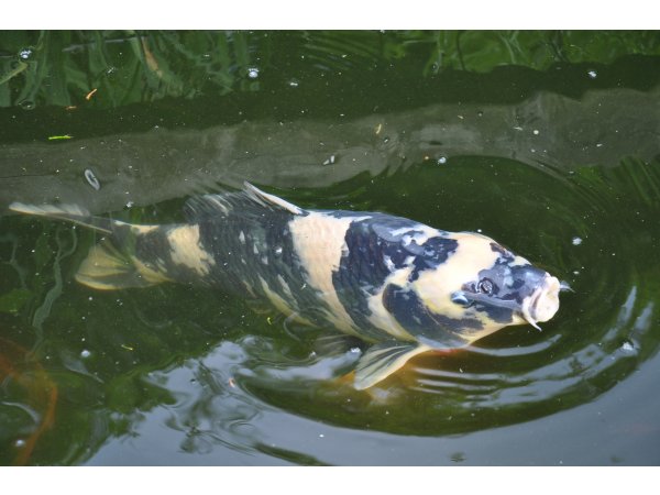 foto nr. 4 van deze Koi Overige , 