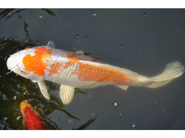 foto nr. 3 van deze Koi Overige , 