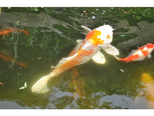 foto nr. 2 van deze Koi Overige , 