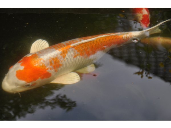 foto nr. 1 van deze Koi Overige , 