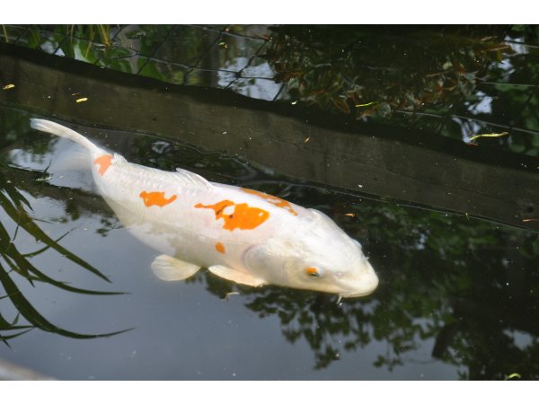 foto nr. 1 van deze Koi Overige , 