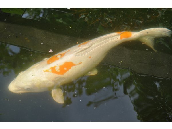foto nr. 4 van deze Koi Overige , 
