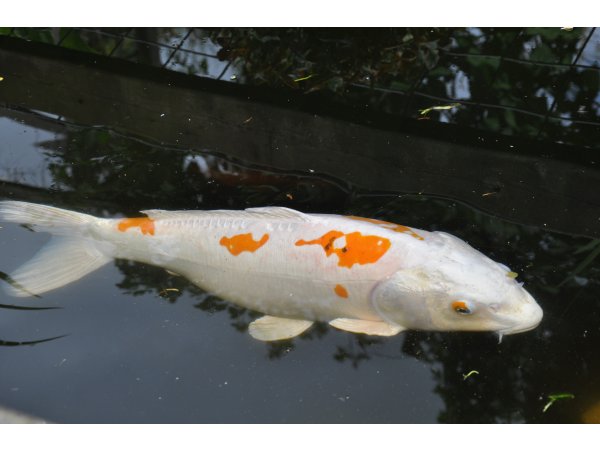 foto nr. 2 van deze Koi Overige , 