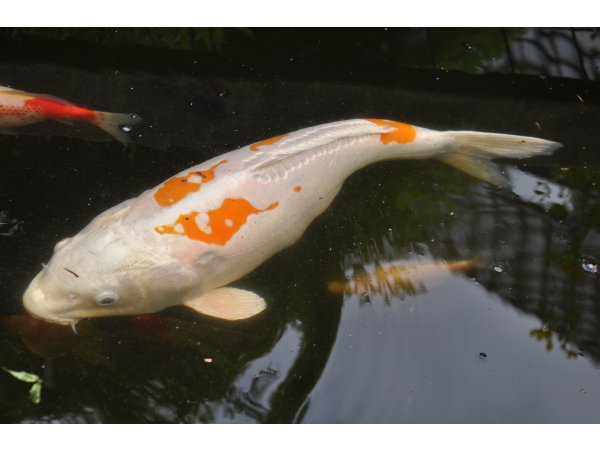 foto nr. 5 van deze Koi Overige , 
