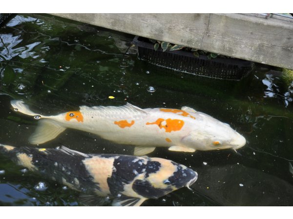 foto nr. 3 van deze Koi Overige , 