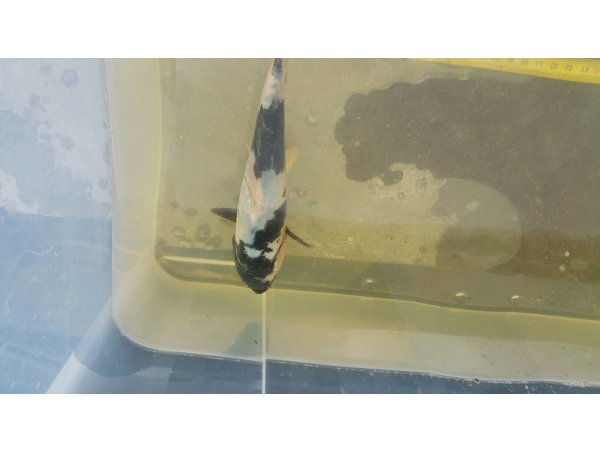 foto nr. 2 van deze Koi Shiro Utsuri , 