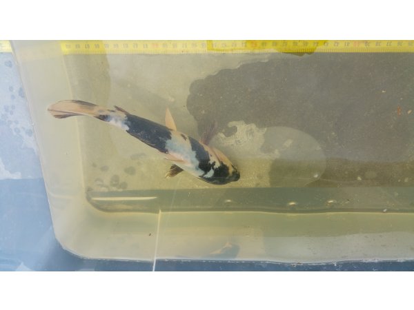 foto nr. 1 van deze Koi Shiro Utsuri , 