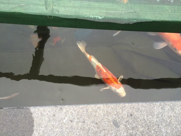 foto nr. 1 van deze Koi Kujaku , 