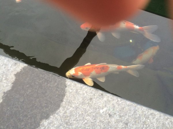 foto nr. 2 van deze Koi Kujaku , 