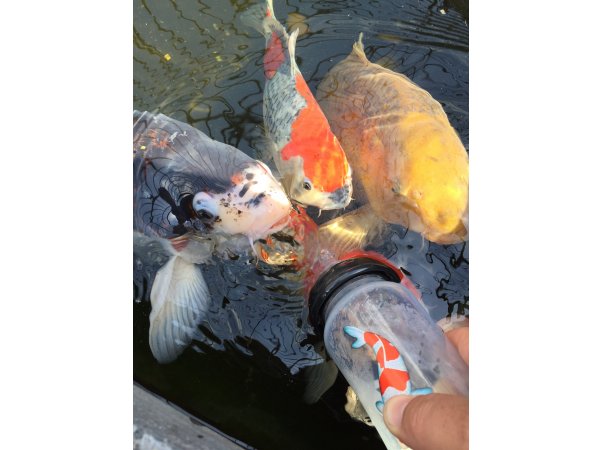 foto nr. 1 van deze Koi Budo Koromo , 