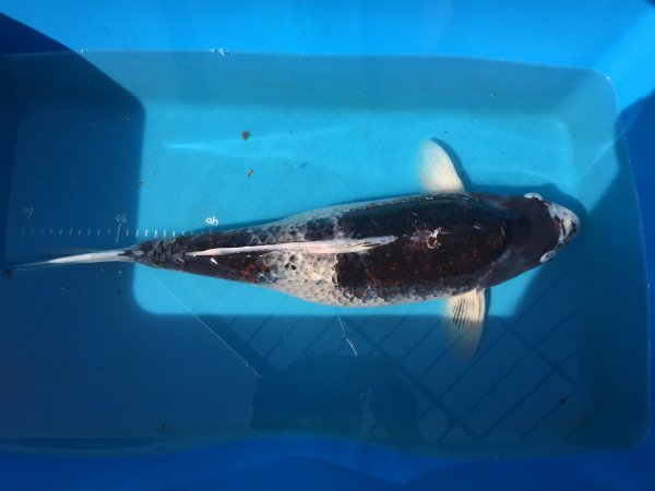 foto nr. 3 van deze Koi Budo Koromo , 