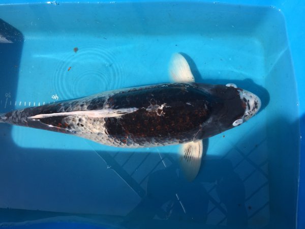 foto nr. 2 van deze Koi Budo Koromo , 