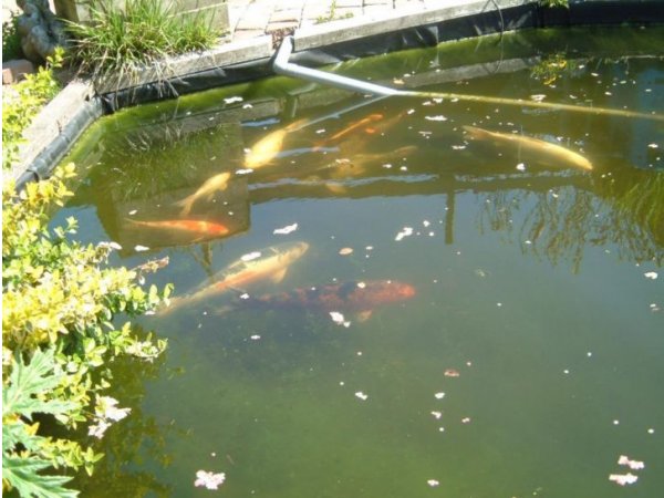 foto nr. 1 van deze Koi Overige , 