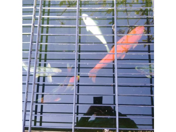foto nr. 4 van deze Koi Overige , 