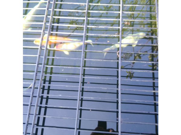 foto nr. 6 van deze Koi Overige , 