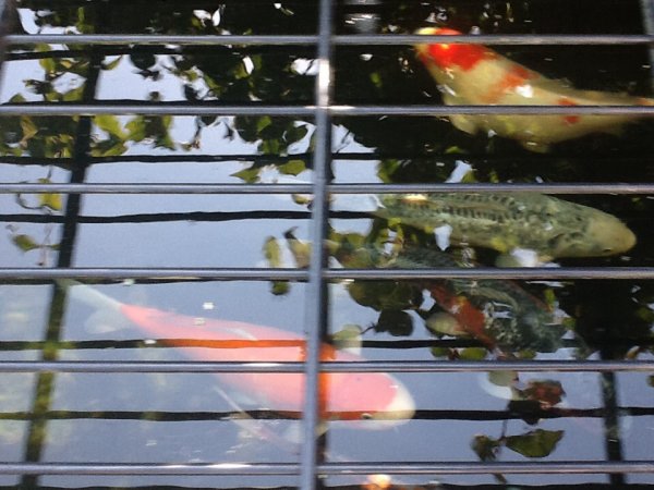 foto nr. 1 van deze Koi Overige , 