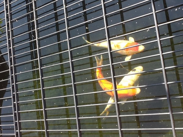 foto nr. 7 van deze Koi Overige , 