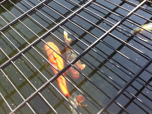 foto nr. 3 van deze Koi Overige , 