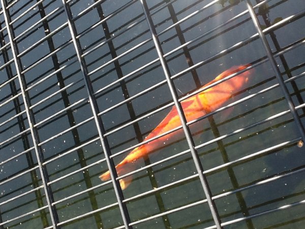 foto nr. 2 van deze Koi Overige , 