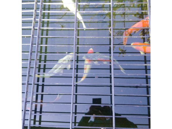 foto nr. 5 van deze Koi Overige , 