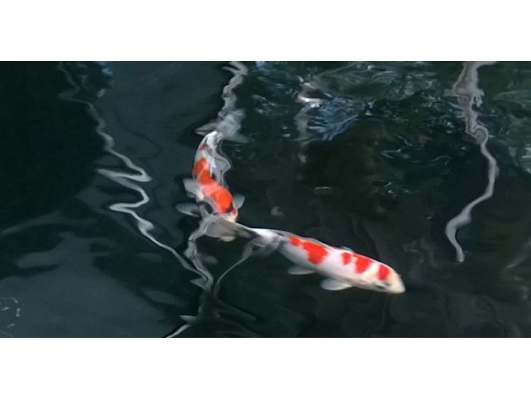 foto nr. 4 van deze Koi Overige , 