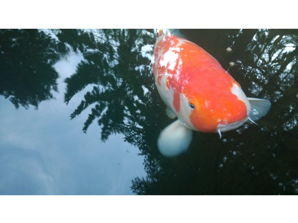 foto nr. 3 van deze Koi Overige , 