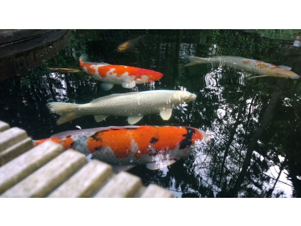 foto nr. 1 van deze Koi Overige , 