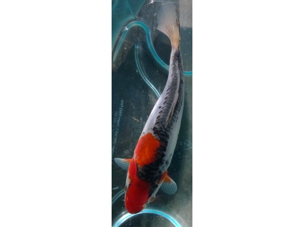 foto nr. 2 van deze Koi Overige , 