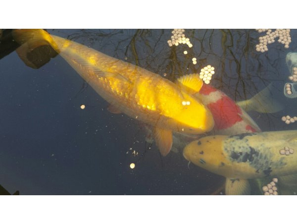 foto nr. 2 van deze Koi Overige , 
