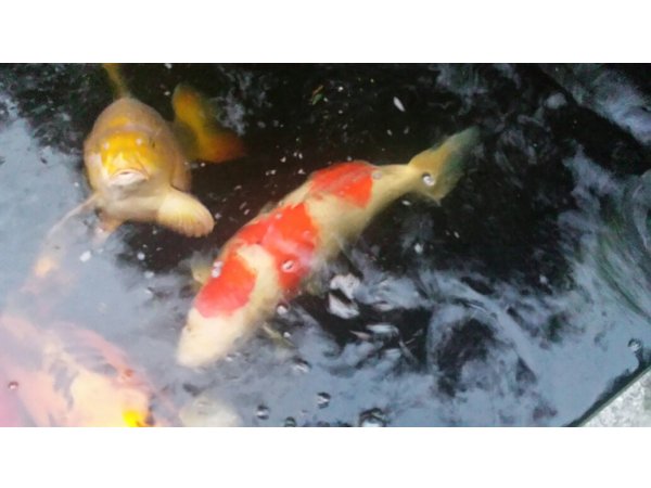 foto nr. 1 van deze Koi Overige , 